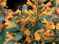 Многоколосник гибридный (Arizona)