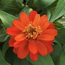 Цинния изящная (Zinnia elegans)