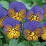 Виола рогатая (Viola cornuta)