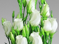 Лизиантус (Эустома) крупноцветковый (Cynthia F1)