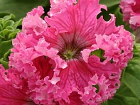 Петуния крупноцветковая (Frillytunia F1)