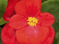 Бегония вечноцветущая (зеленая листва) (Topspin F1)