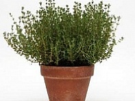 Тимьян обыкновенный (Thym)