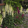 Наперстянка пурпурная (Digitalis purpurea)