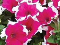 Петуния крупноцветковая (Dreams F1)