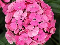 Гвоздика турецкая (Dash F1)