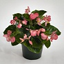 Бегония гибридная (зеленая листва) (Begonia benariensis)