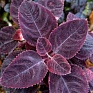 Колеус Блюме (Coleus blumei)