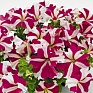Петуния крупноцветковая (Petunia grandiflora)