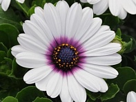 Остеоспермум Эклона (Akila F1)