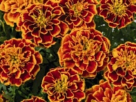 Бархатцы отклоненные (Super Hero)