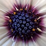 Остеоспермум Эклона (Osteospermum ecklonis)