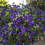Виола Виттрока ампельная (Viola wittrockiana)