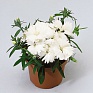Гвоздика китайская (Dianthus chinensis)