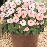 Катарантус розовый (Vinca rosea)