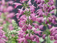 Шалфей ярко-красный (Summer Jewel)