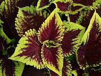 Колеус гибридный (Kong)