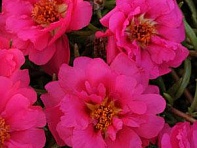 Портулак крупноцветковый (Happy Trails) Портулак крупноцветковый (Happy Trails)