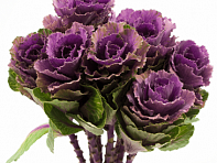 Декоративная капуста (Crane F1)