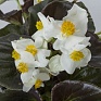 Бегония гибридная (бронзовая листва) (Begonia hybrida)