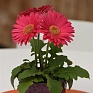 Гербера Джеймсона (Gerbera jemesonii)