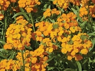 Желтушник гибридный (Citrona)