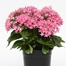 Пентас ланцетовидный (Pentas lanceolata)