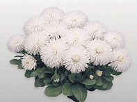 Маргаритка многолетняя