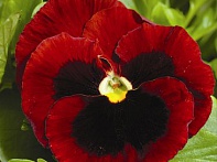 Виола Виттрока