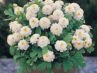 Пиретрум девичий (Carlos)