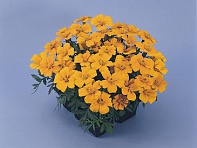 Бархатцы отклоненные (Disco)