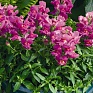 Львиный зев (Антирринум) большой (Antirrhinum majus)