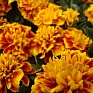 Бархатцы отклоненные (Tagetes patula)