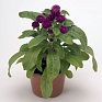 Гомфрена шаровидная (Gomphrena globosa)