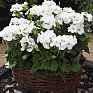 Герань (пеларгония садовая) (Pelargonium x hortorum)