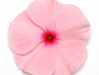 Катарантус розовый (Titan F1)