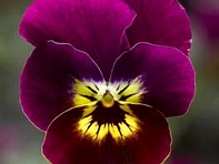 Виола рогатая (Penny F1)