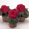 Бегония клубневая махровая (Begonia tuberhybrida)