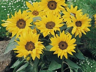 Подсолнечник летний (Pacino) Подсолнечник летний (Pacino)