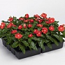 Герань (пеларгония садовая) (Pelargonium x hortorum)
