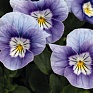 Виола рогатая (Viola cornuta)