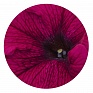 Петуния крупноцветковая (Petunia grandiflora)