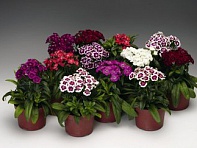 Гвоздика турецкая (Barbarini F1)