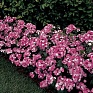 Гвоздика турецкая (Dianthus barbatus)