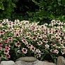 Цинния мариландская (Zinnia marylandica)