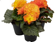 Бегония клубневая махровая