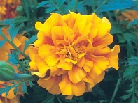 Бархатцы триплоидные (Zenith F1)