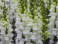 Львиный зев (Антирринум) большой (Opus F1)