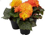 Бегония клубневая махровая (Nonstop F1)