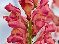 Львиный зев (Антирринум) большой (Opus F1)